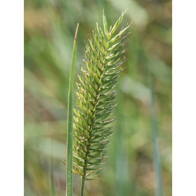 Agropyron cristatum