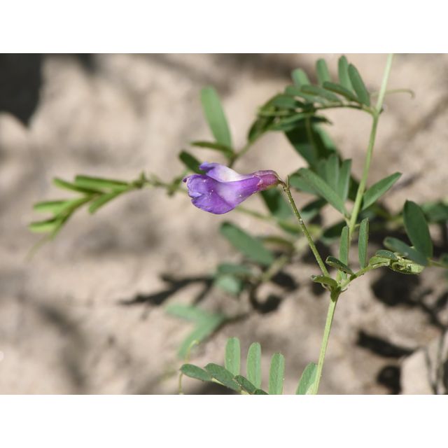 Vicia americana