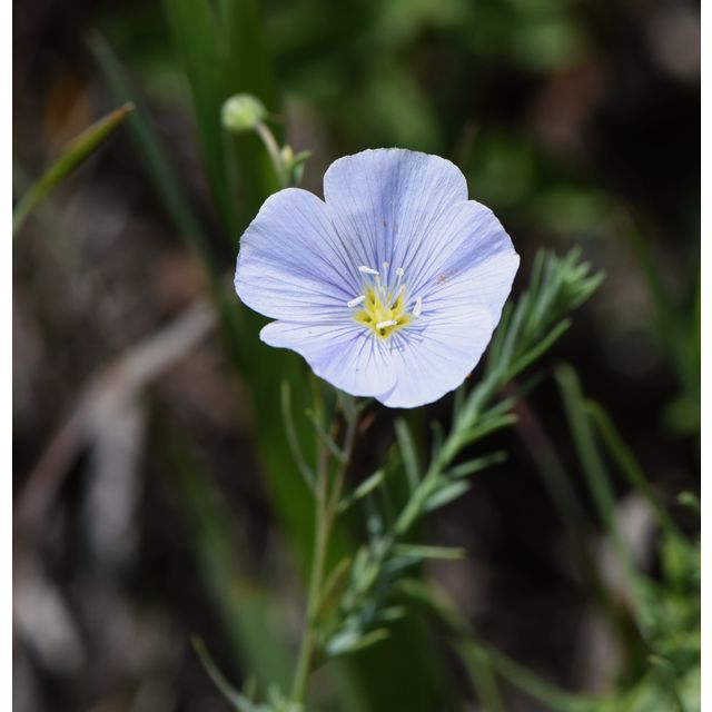 Linum lewisii