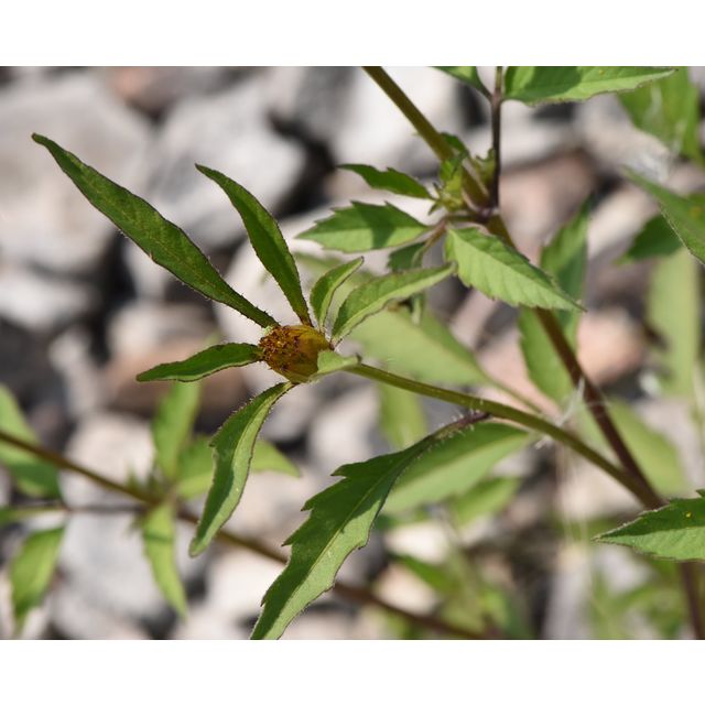 Bidens frondosa