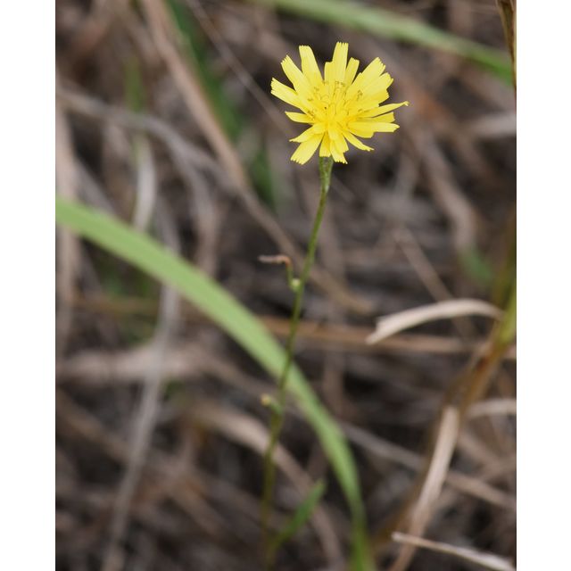 Crepis tectorum