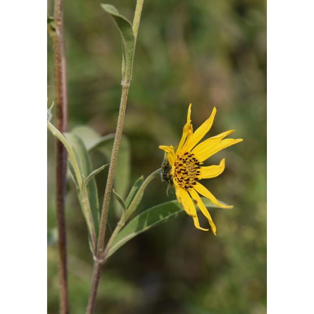 Helianthus maximiliani