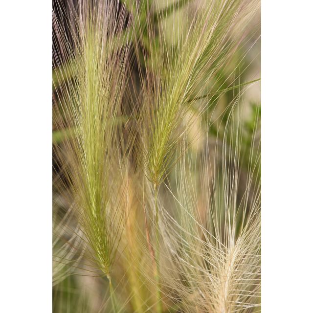 Hordeum jubatum