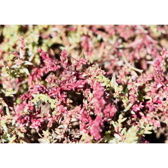 Suaeda calceoliformis