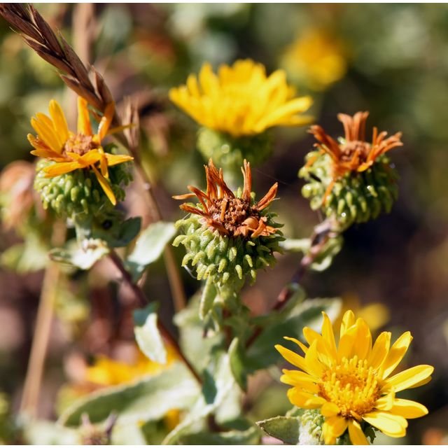 Grindelia squarrosa