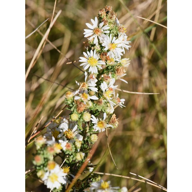 Symphyotrichum ericoides