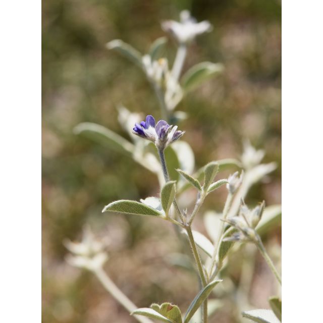 Pediomelum argophyllum