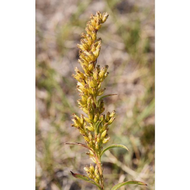 Solidago missouriensis