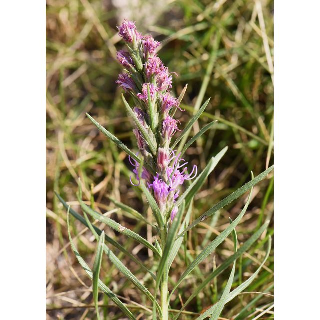Liatris punctata