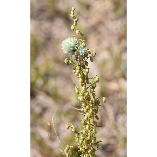 Artemisia campestris