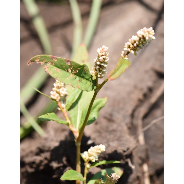 Polygonum lapathifolium