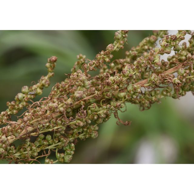 Artemisia campestris