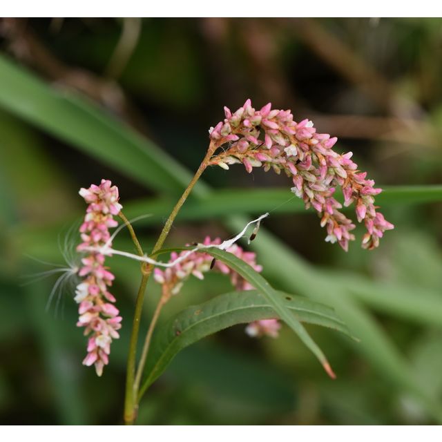 Polygonum lapathifolium