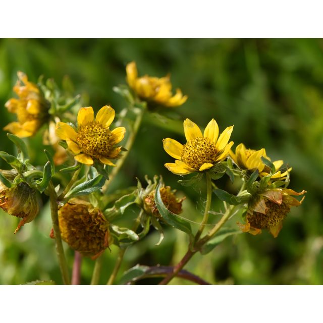 Bidens cernua