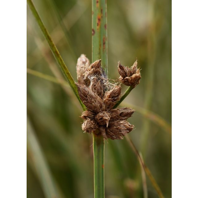 Schoenoplectus maritimus