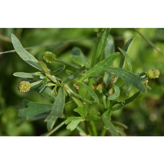 Ranunculus sceleratus