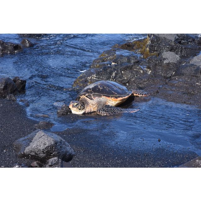 cf. Eretmochelys imbricata