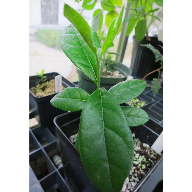 Scientific name: Acca sellowiana; family: Myrtaceae; common name: Feijoa; origin: South America