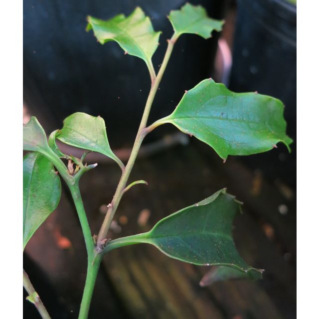 Scientific name: Amborella trichopoda; family: Amborellaceae; common name: Amborella; origin: New Caledonia