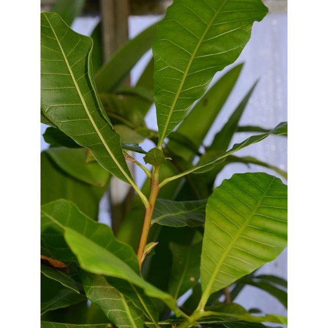 Scientific name: Anacardium occidentale; family: Anacardiaceae; common name: Cashew; origin: Coasta Rica