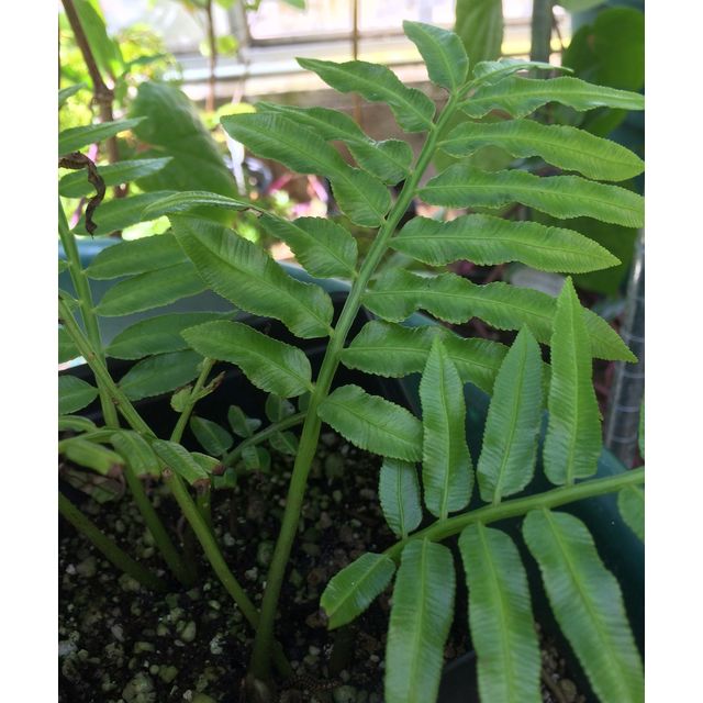 Scientific name: Angiopteris evecta; family: Marattiaceae; common name: Giant Fern; origin: Australia