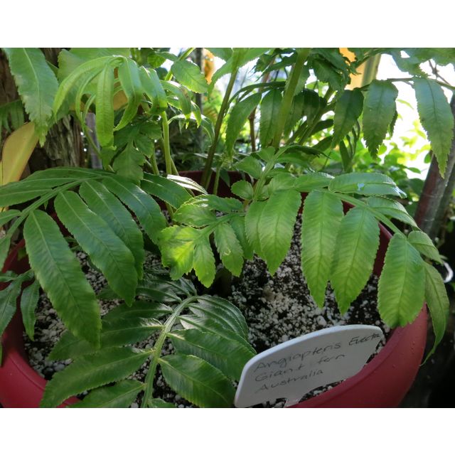 Scientific name: Angiopteris evecta; family: Marattiaceae; common name: Giant Fern; origin: Australia