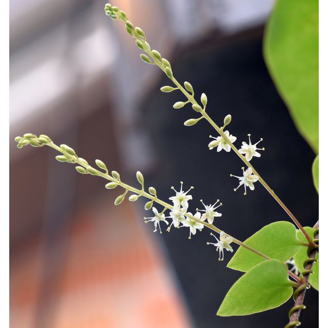 Scientific name: Anredera cordifolia; family: Basellaceae; common name: Madeira Vine; origin: South America