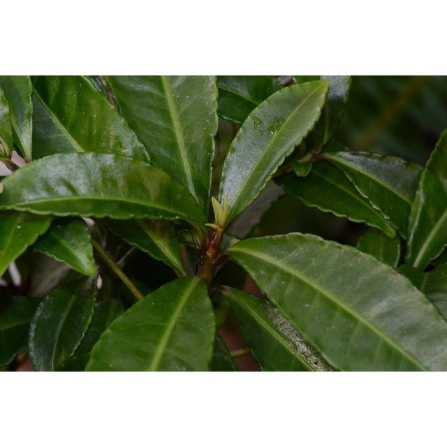 Scientific name: Ardisia japonica; family: Primulaceae; common name: Ardisia; origin: East Asia