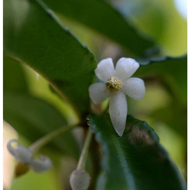 Scientific name: Ardisia japonica; family: Primulaceae; common name: Ardisia; origin: East Asia
