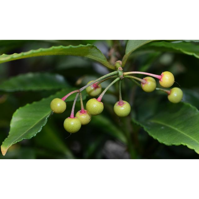 Scientific name: Ardisia japonica; family: Primulaceae; common name: Ardisia; origin: East Asia