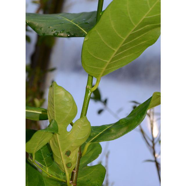 Scientific name: Artocarpus heterophyllus; family: Moraceae; common name: Jackfruit; origin: Tropical Regions