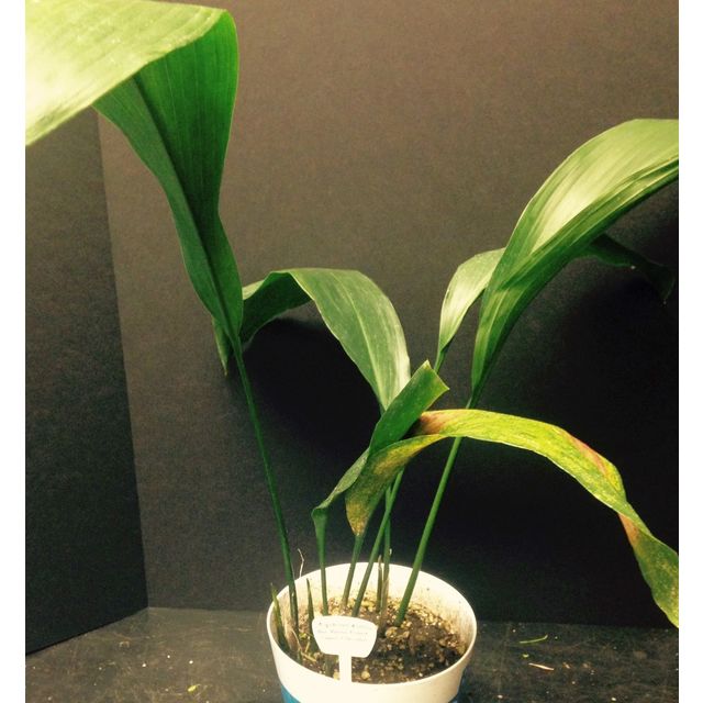 Scientific name: Aspidistra elatior; family: Asparagaceae; common name: Cast-Iron Plant; origin: Japan and Taiwan