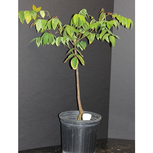 Scientific name: Averrhoa carambola; family: Oxalidaceae; common name: Star Fruit; origin: South Asia