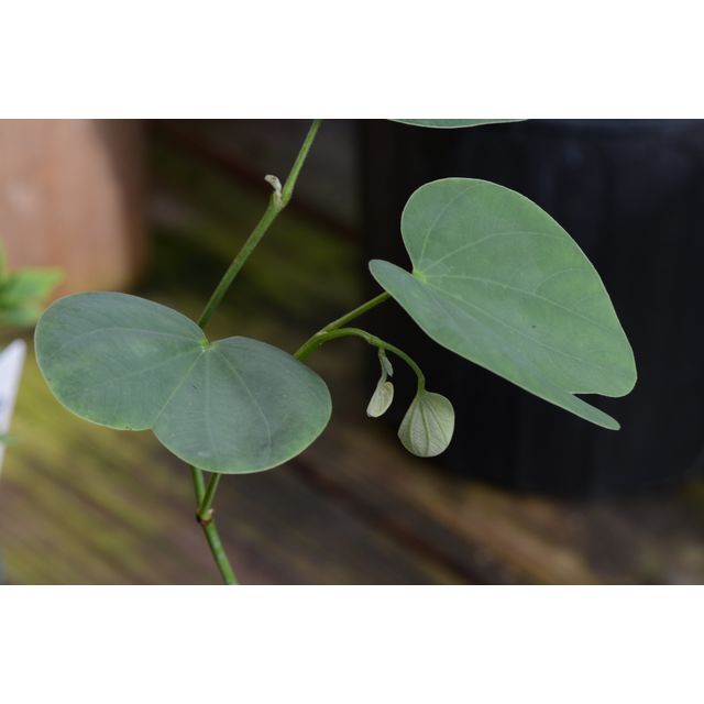 Scientific name: Bauhinia variegata; family: Leguminosae; common name: Orchid Tree; origin: South Asia