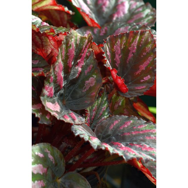 Scientific name: Begonia rex; family: Begoniaceae; common name: Wax Begonia; origin: India