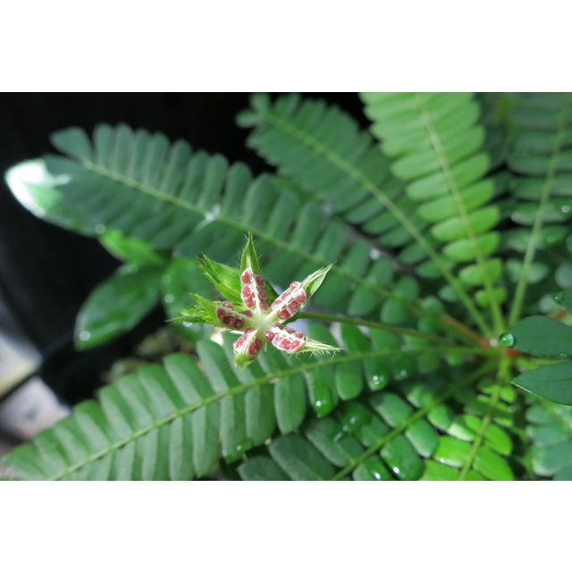 Scientific name: Biophytum sensitivum; family: Oxalidaceae; common name: Little Tree Plant; origin: South Asia