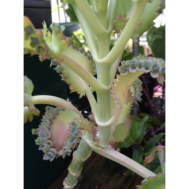 Scientific name: Bryophyllum laetivirens; family: Crassulaceae; common name: Mother Of Thousands; origin: Africa