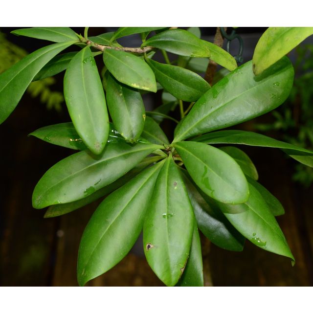 Scientific name: Canella winterana; family: Canellaceae; common name: Cinnamon Bark; origin: Caribbean