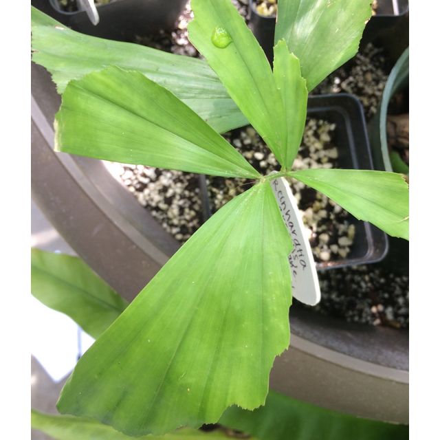 Scientific name: Caryota mitis; family: Palmae; common name: Fishtail Palm; origin: South Asia