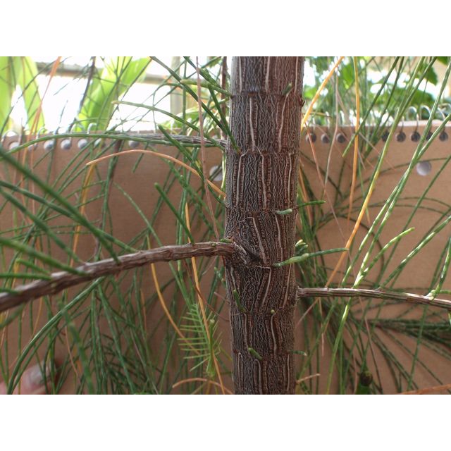 Scientific name: Casuarina glauca; family: Casuarinaceae; common name: Swamp Oak; origin: Pacific Islands