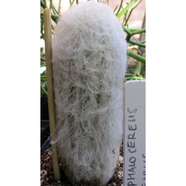 Scientific name: Cephalocereus senilis; family: Cactaceae; common name: Old Man Cactus; origin: Mexico