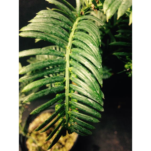 Scientific name: Cephalotaxus harringtonii; family: Taxodiaceae; common name: Cowtail Pine; origin: Japan