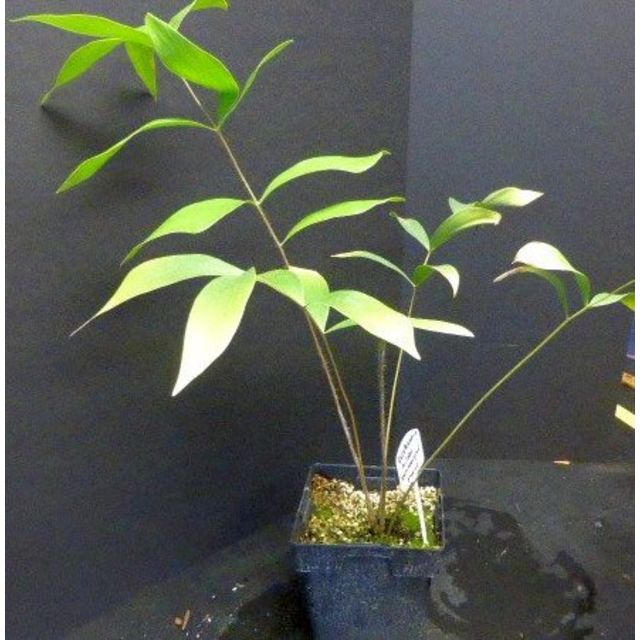 Scientific name: Ceratozamia hildae; family: Zamiaceae; common name: Bamboo Cycad; origin: Mexico