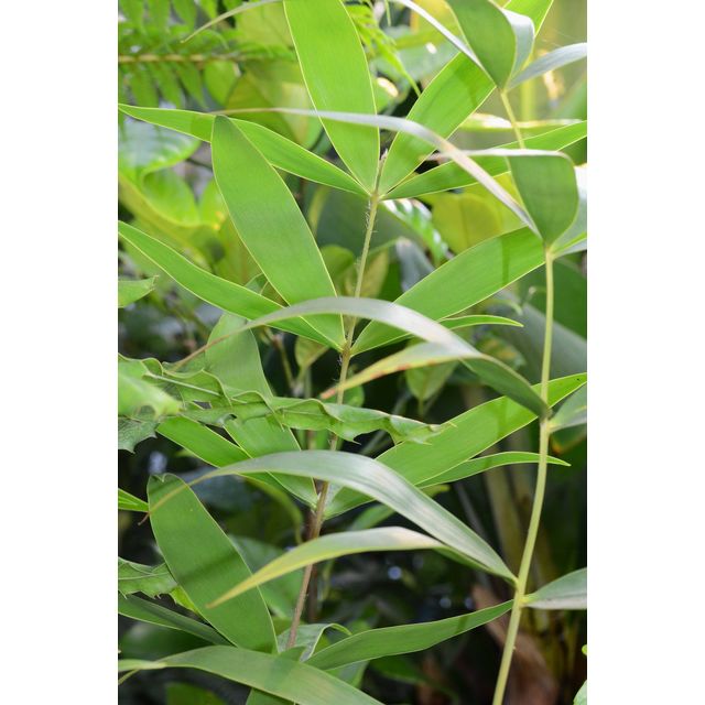 Scientific name: Ceratozamia hildae; family: Zamiaceae; common name: Bamboo Cycad; origin: Mexico