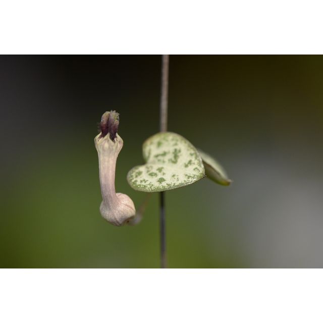 Scientific name: Ceropegia woodii; family: Apocynaceae; common name: Chain Of Hearts; origin: South Africa