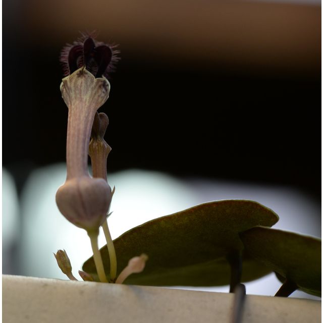 Scientific name: Ceropegia woodii; family: Apocynaceae; common name: Chain Of Hearts; origin: South Africa