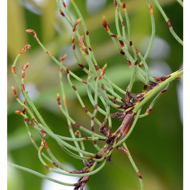 Scientific name: Chondropetalum tectorum; family: Restionaceae; common name: Small Cape Rush; origin: Africa