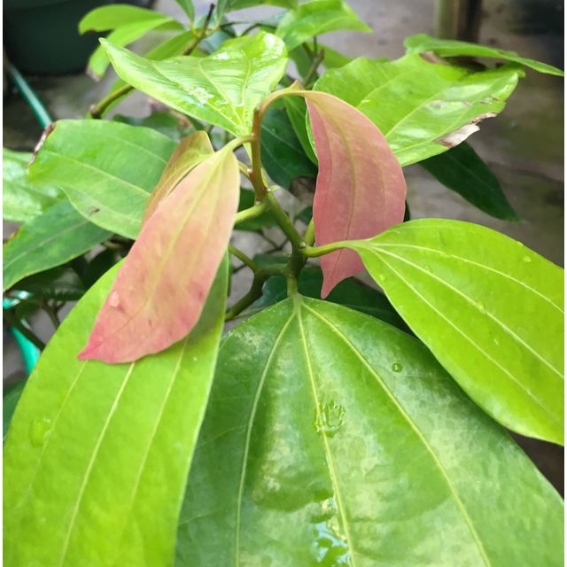 Scientific name: Cinnamomum verum; family: Lauraceae; common name: True Cinnamon Tree; origin: Sri Lanka
