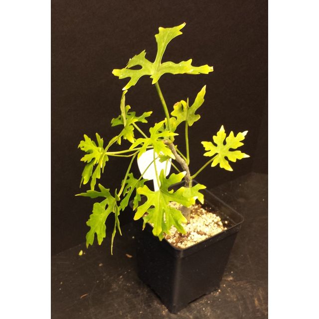 Scientific name: Cissus tiliacea; family: Vitaceae; common name: Climbing Oak; origin: Mexico