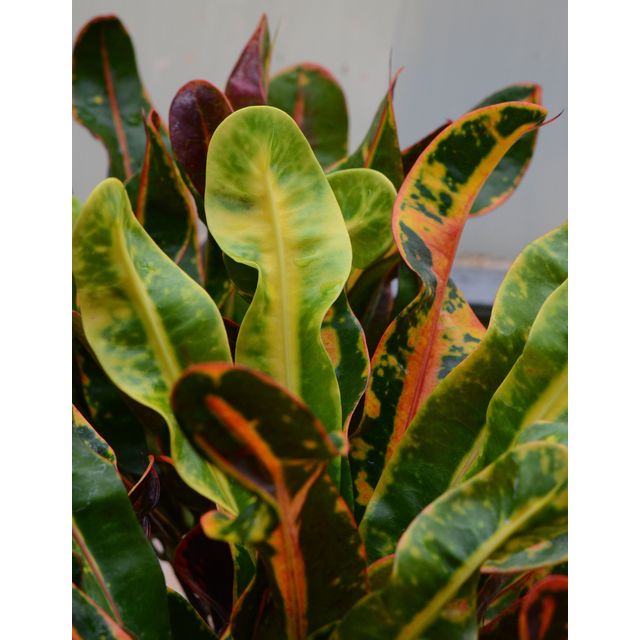 Scientific name: Codiaeum variegatum; family: Euphorbiaceae; common name: Garden Croton; origin: Malaysia and Pacific Islands